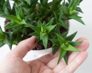 Haworthia Tortuosa