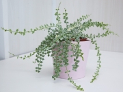 Дисхидия Рускусолистная вариегатная (Dischidia ruscifolia Var)
