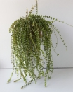 Дисхидия Рускусолистная (Dischidia ruscifolia)