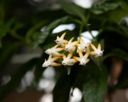 Хойя Мультифлора ( Hoya Multiflora )