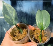 Philodendron Silver Sword var.