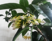 Хойя Мультифлора ( Hoya Multiflora )
