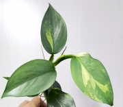 Philodendron Silver Sword var.