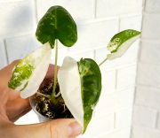 Алоказия Фрайдек вар.