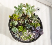Композиция из суккулентов №13