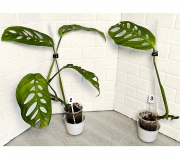 Монстера Эскилето