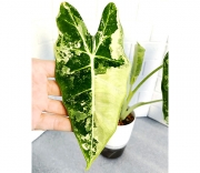 Алоказия Фрайдек вар.