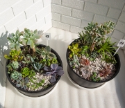 Композиция из суккулентов №14