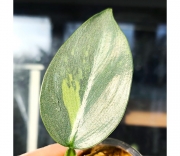 Philodendron Silver Sword var.