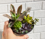 Садики суккулентов в горшочках