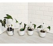 Алоказия Локо