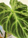 Philodendron Verrucosum Dark Form