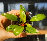 Philodendron Сongo Red Dwarf mut.