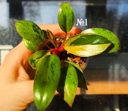 Philodendron Сongo Red Dwarf mut.