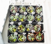 Мини садики суккулентов