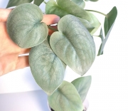 Сциндапсус Платинум Лава