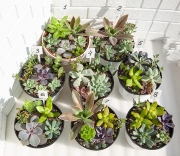Садики суккулентов в горшочках