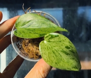 Philodendron Hеdеrасeum var.