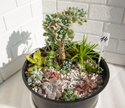 Композиция из суккулентов №14