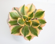 Aeonium Sunburst