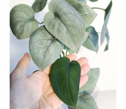 Сциндапсус Платинум Лава