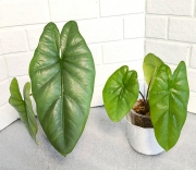 Алоказия Коразон