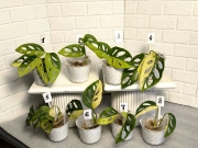 Монстера Адансони желтый вар.