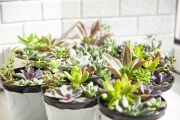 Садики суккулентов в горшочках