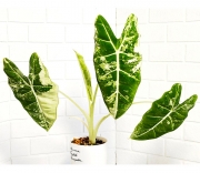 Алоказия Фрайдек вар.