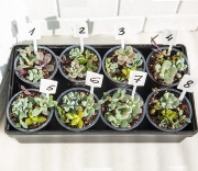 Мини садики суккулентов