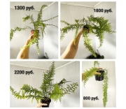 Папоротник крупный