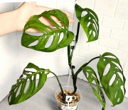 Монстера Эскилето