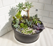 Композиция из суккулентов №13