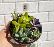 Садики суккулентов в горшочках