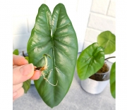 Алоказия Коразон