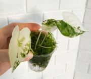 Алоказия Фрайдек вар.