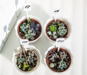 Мини садики суккулентов